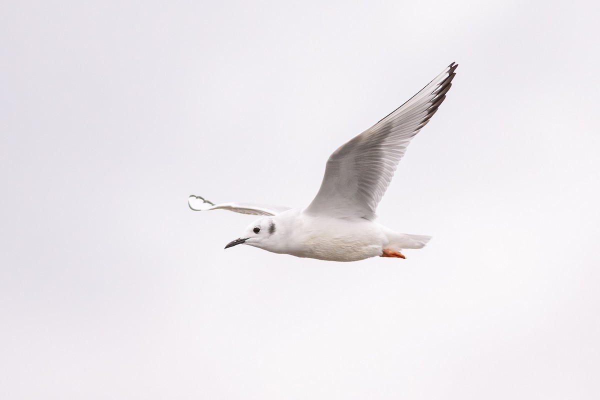 Bonaparte's Gull - ML626112927