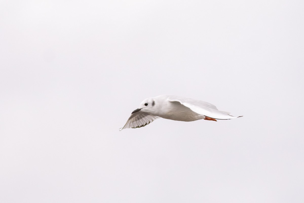 Bonaparte's Gull - ML626112928