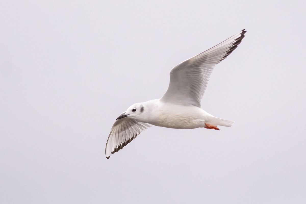 Bonaparte's Gull - ML626112929