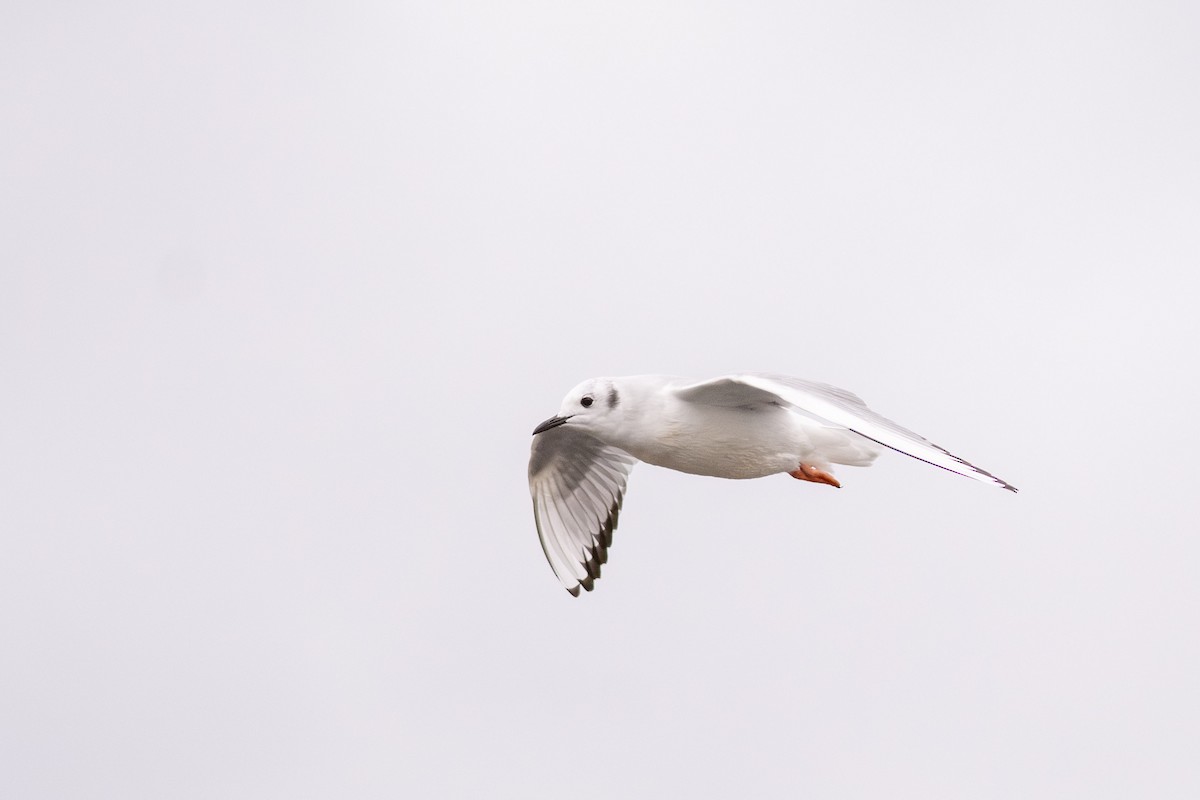 Bonaparte's Gull - ML626112930