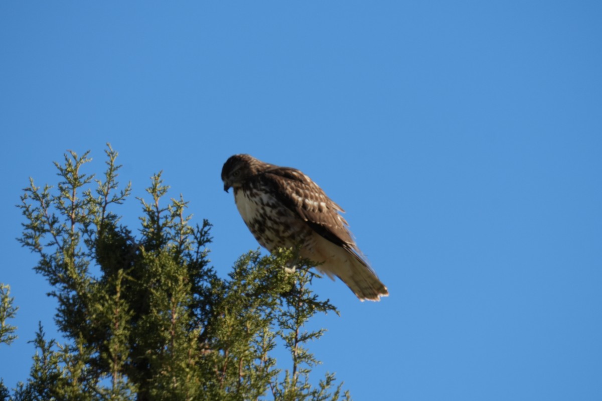 Rotschwanzbussard - ML626113165