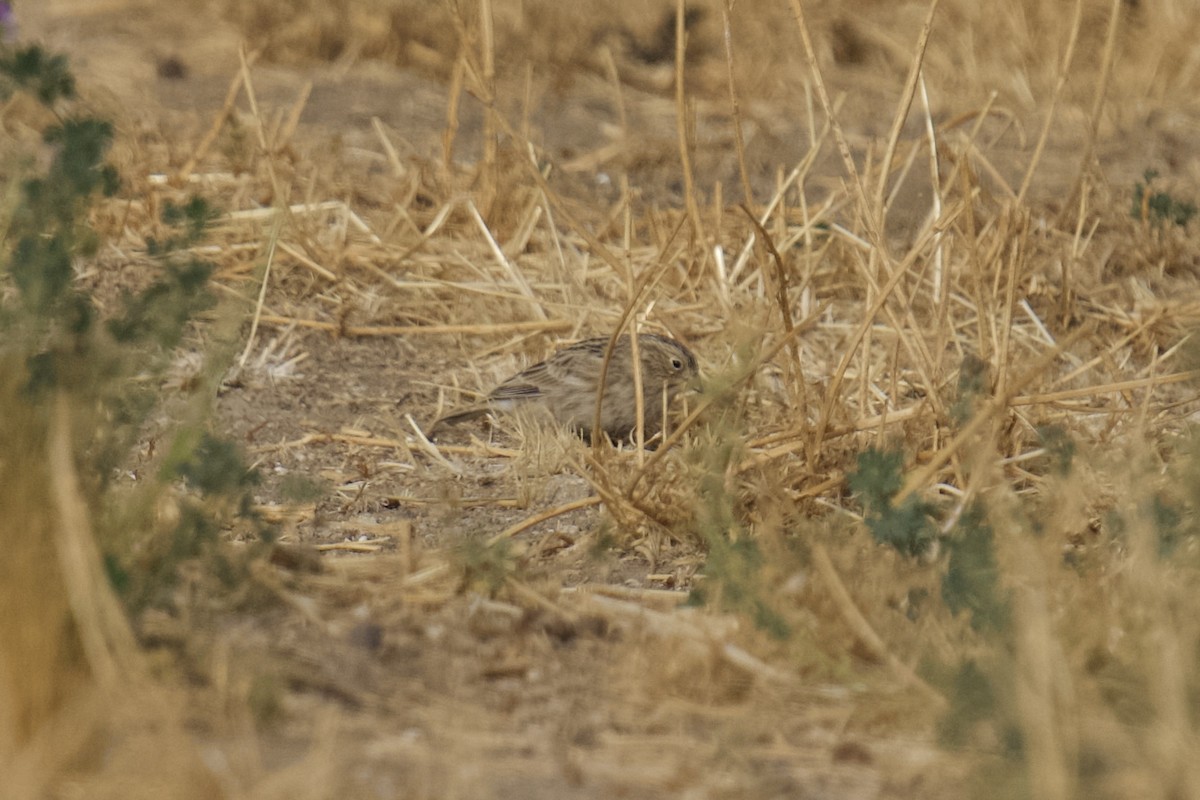 Chestnut-collared Longspur - ML626113196