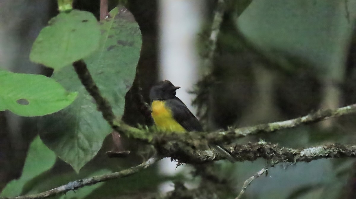 Slate-throated Redstart - ML626113204