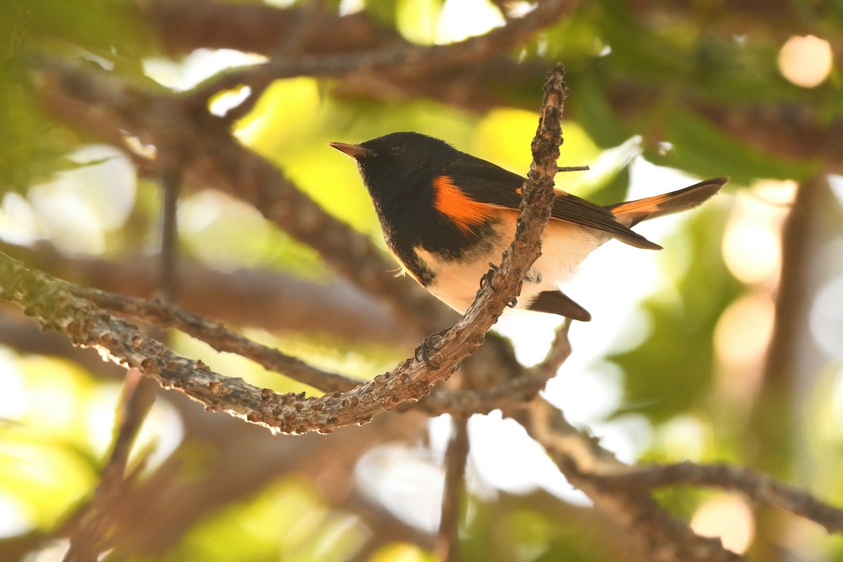 American Redstart - ML626113229