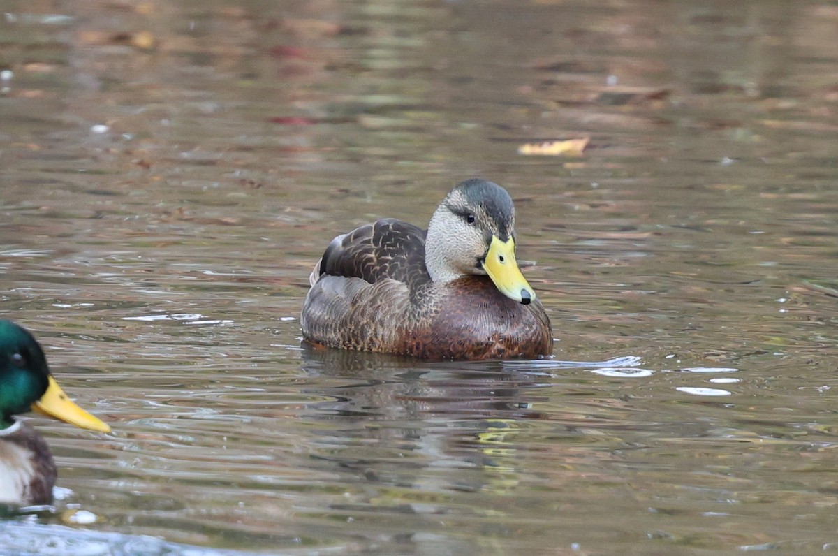 Mallard x American Black Duck (hybrid) - ML626113273