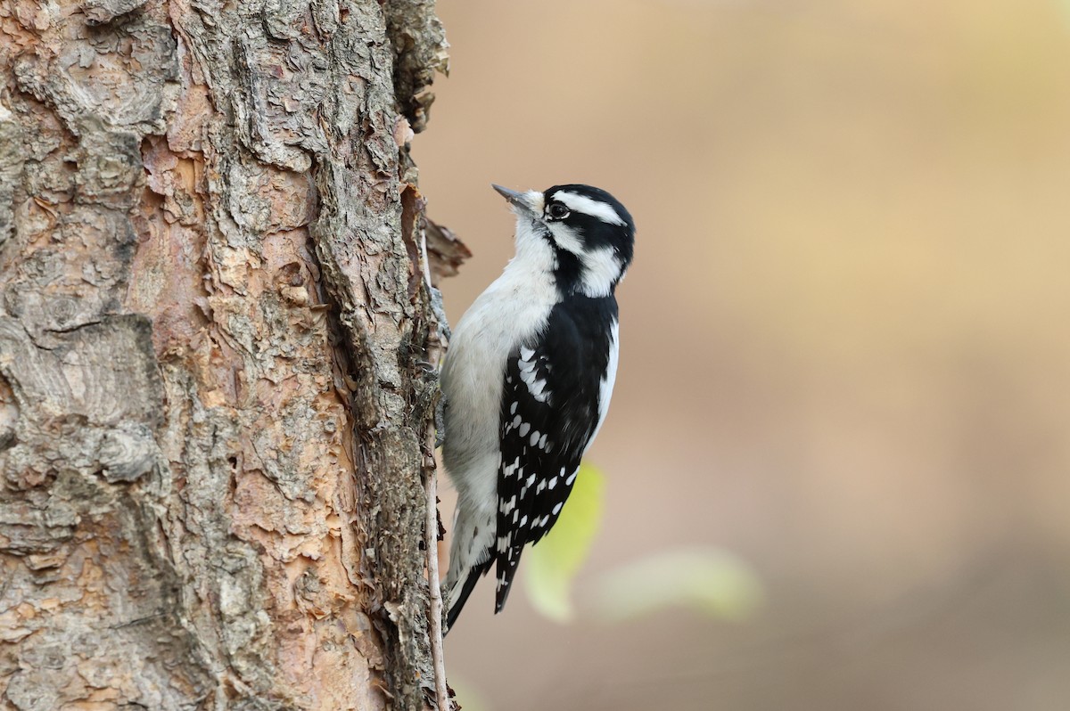 Downy Woodpecker - ML626113281