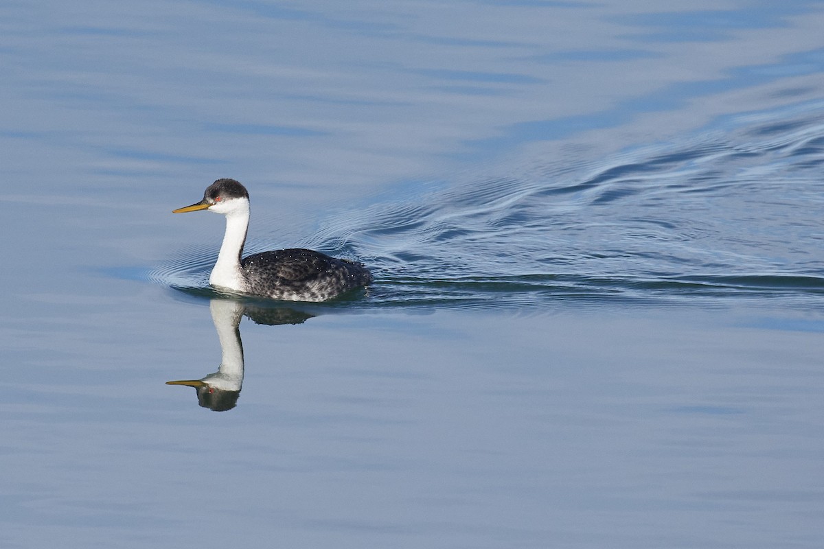 Western Grebe - ML626113398