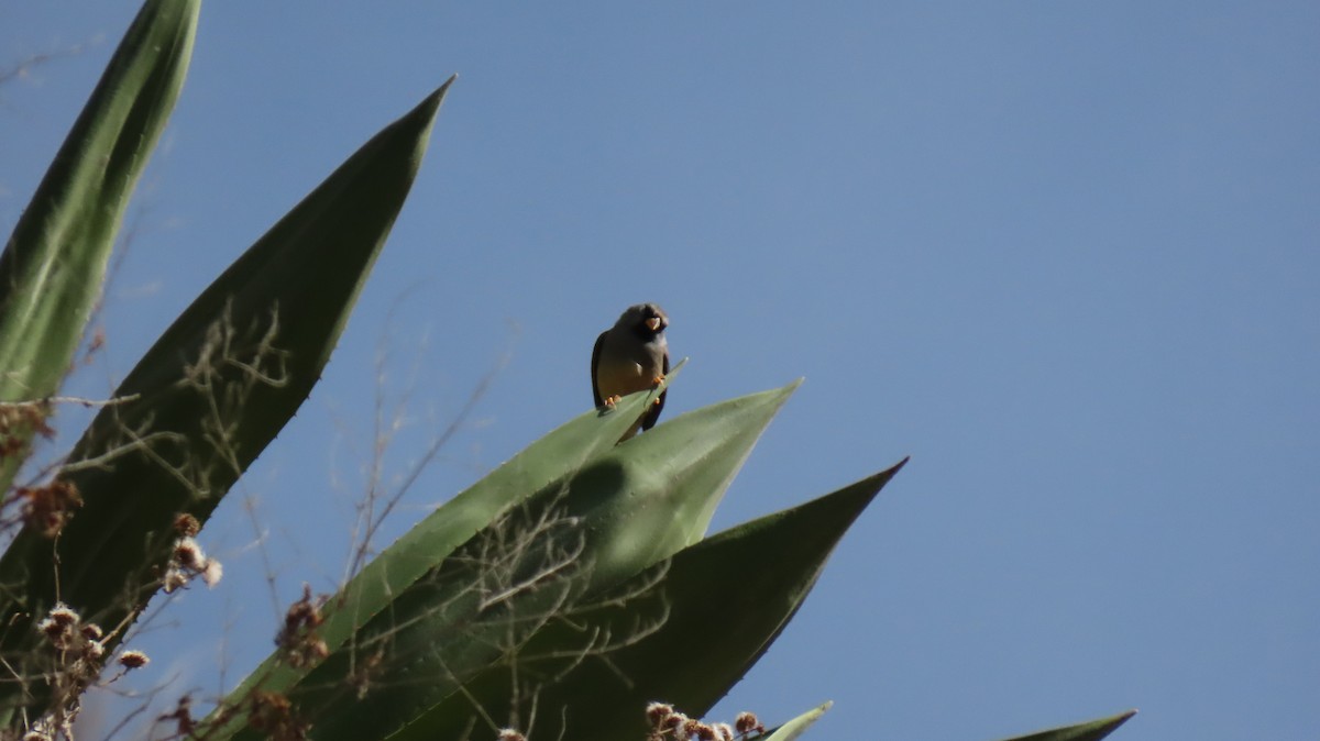 Mourning Sierra Finch - ML626113423