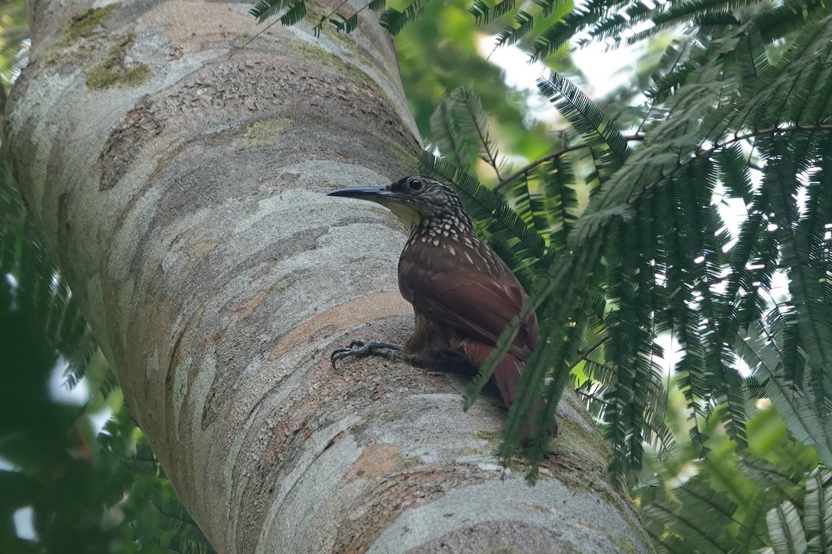 Buff-throated Woodcreeper (Lafresnaye's) - ML626113487