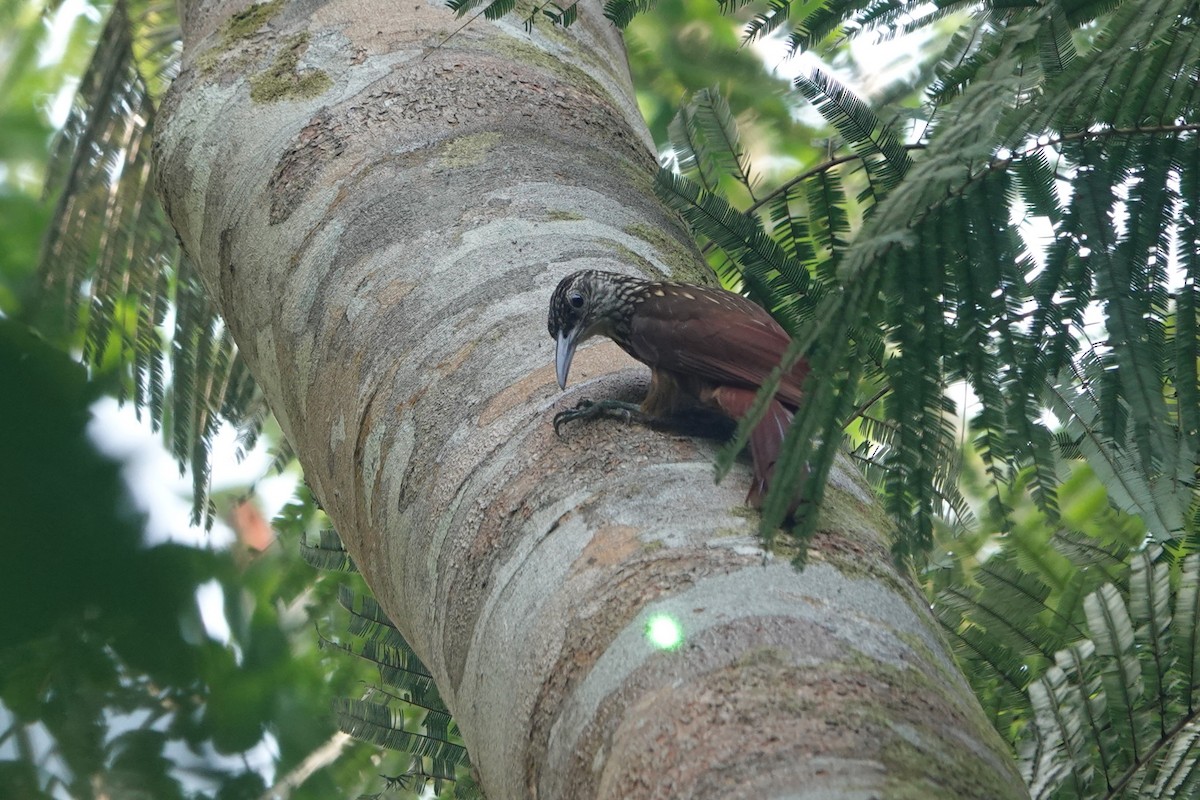 Buff-throated Woodcreeper (Lafresnaye's) - ML626113489