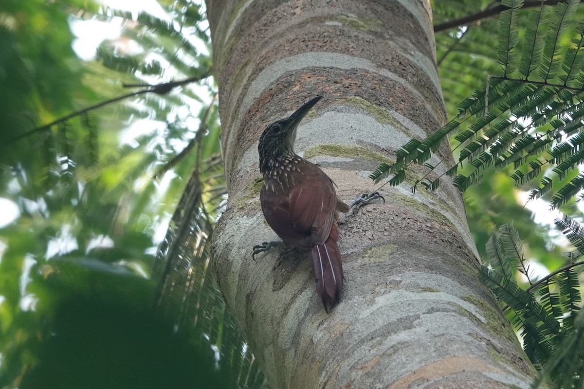 Buff-throated Woodcreeper (Lafresnaye's) - ML626113507