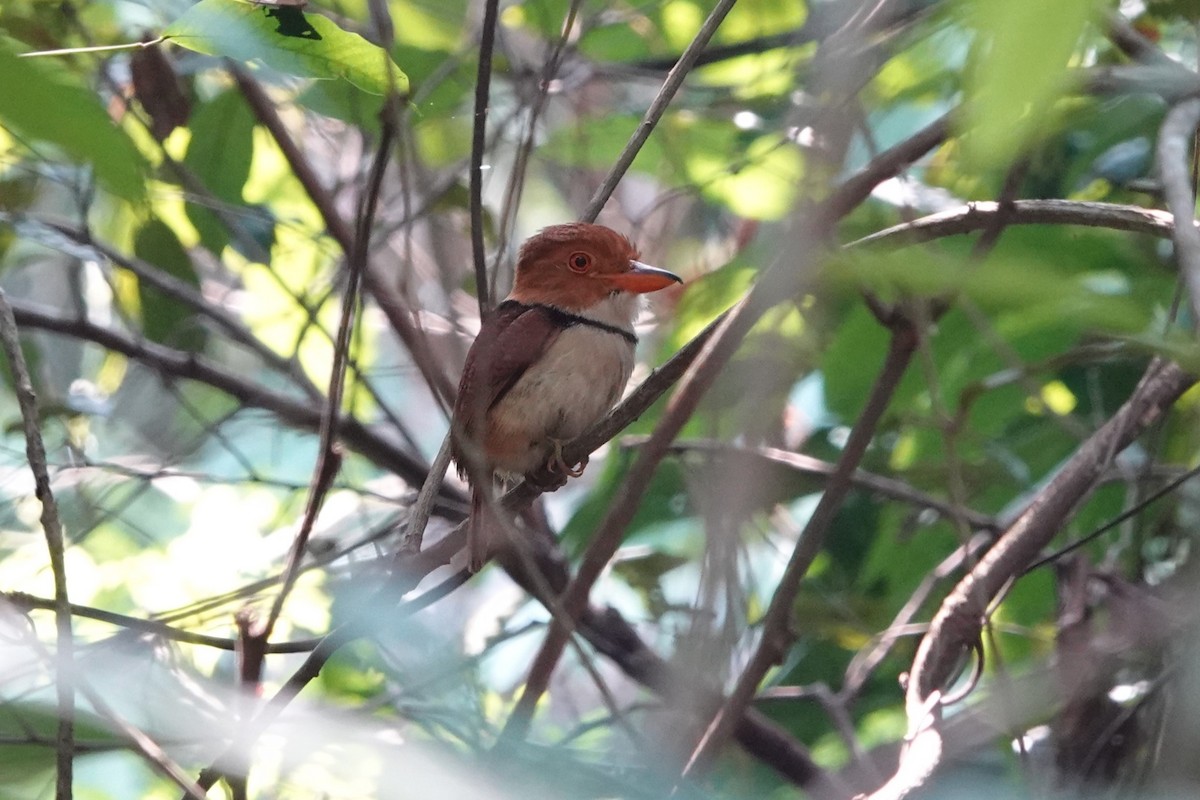 Collared Puffbird - ML626113517