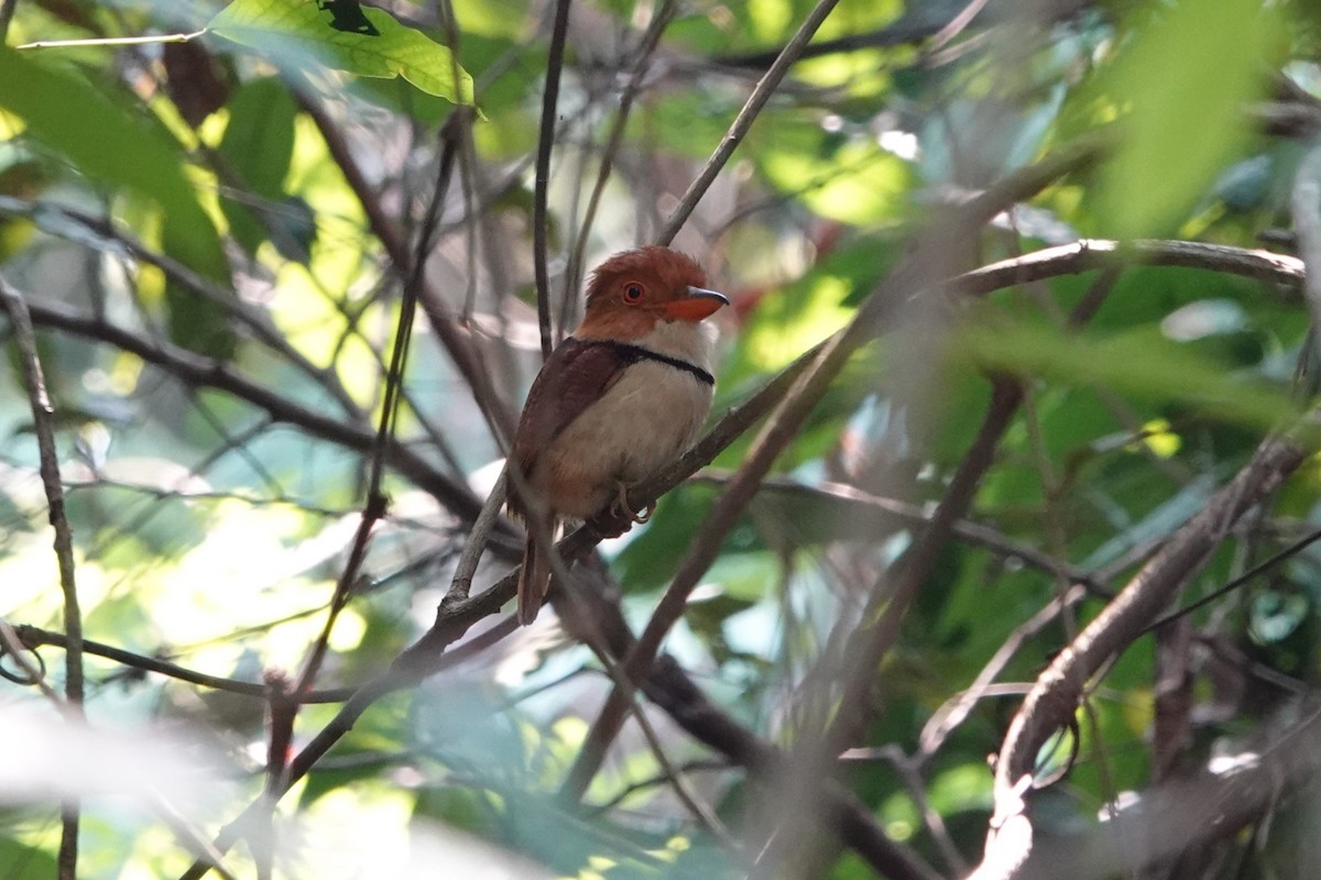 Collared Puffbird - ML626113526