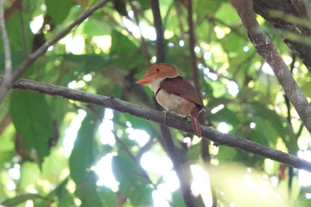 Collared Puffbird - ML626113528