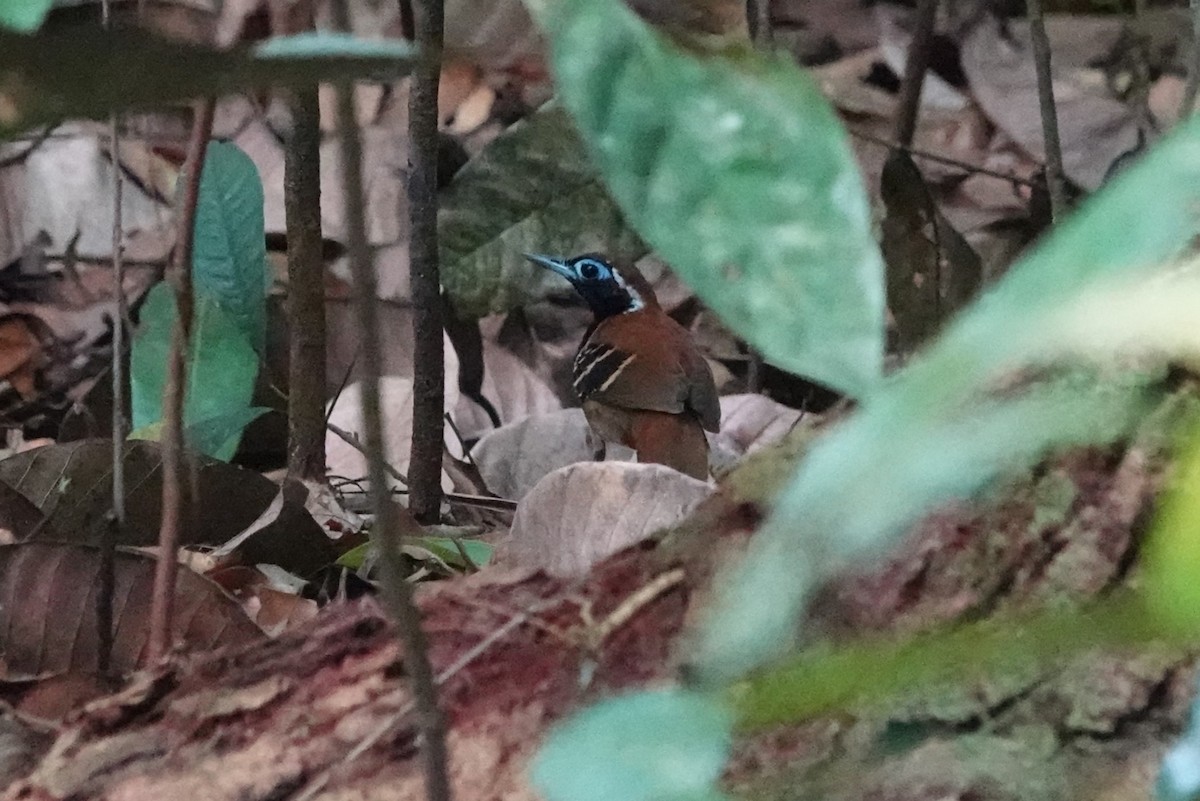 Ferruginous-backed Antbird - ML626113538