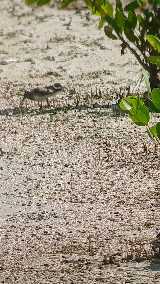 Dunlin - ML626113585