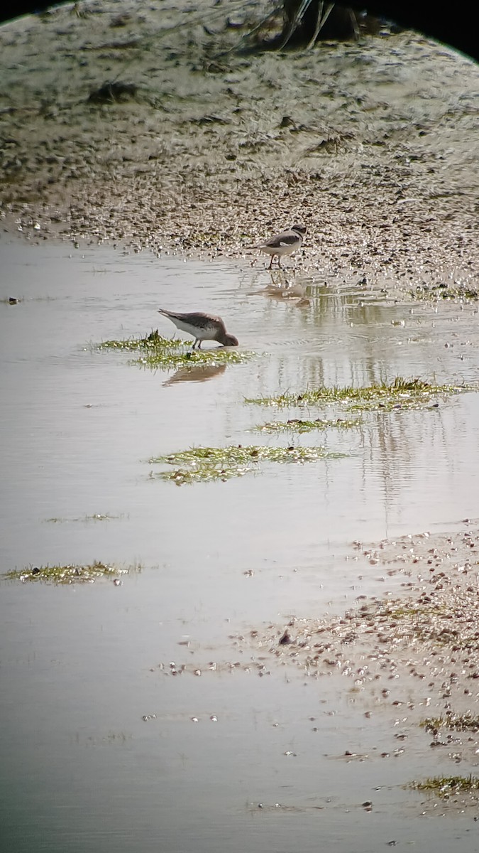 Dunlin - ML626113586