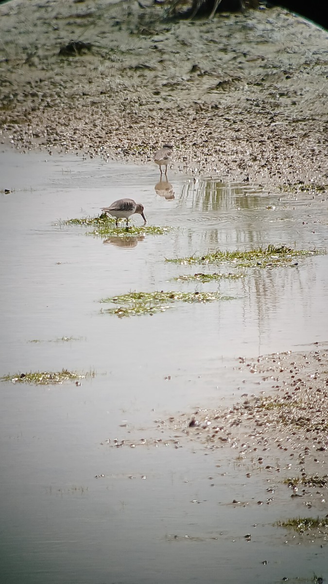 Dunlin - ML626113588