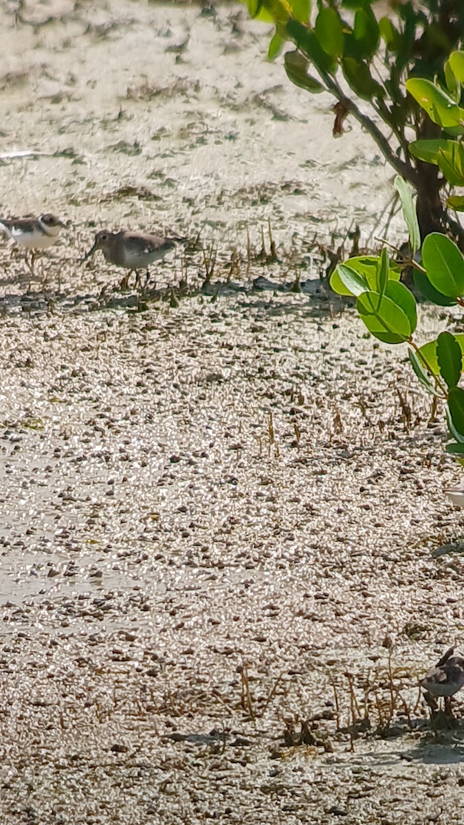 Dunlin - ML626113589