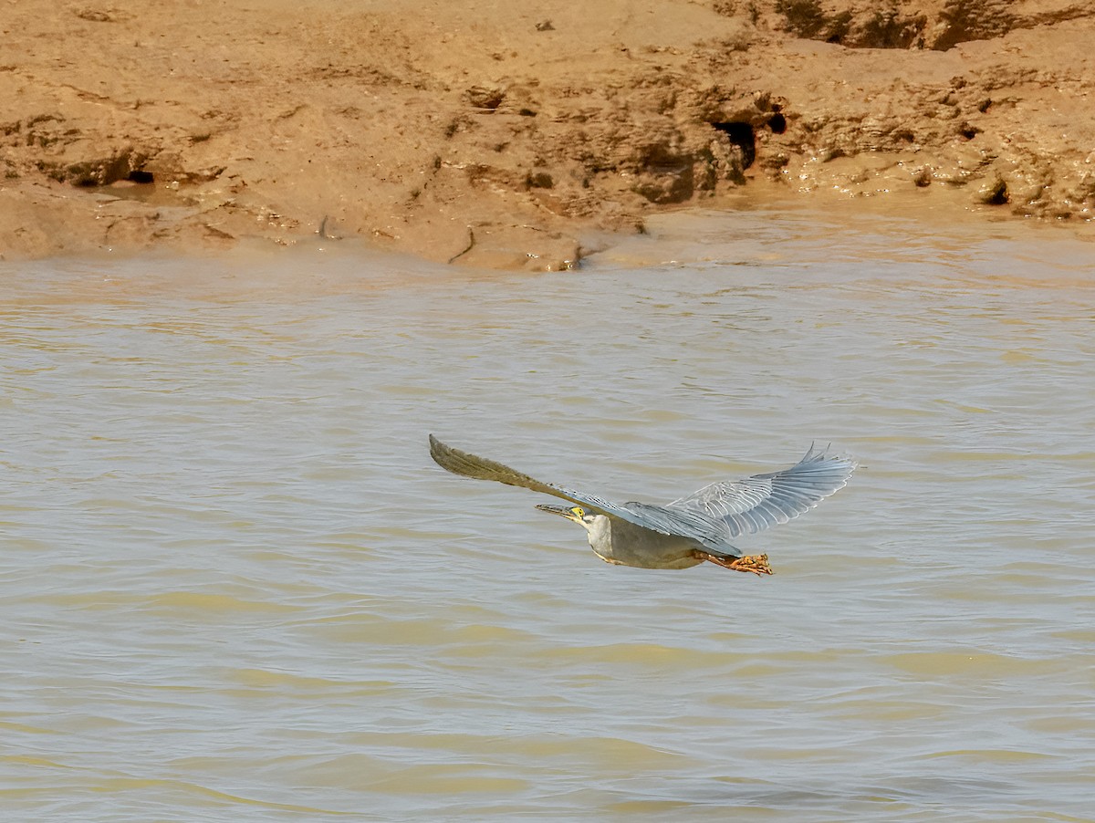 Striated Heron (Old World) - ML626113647
