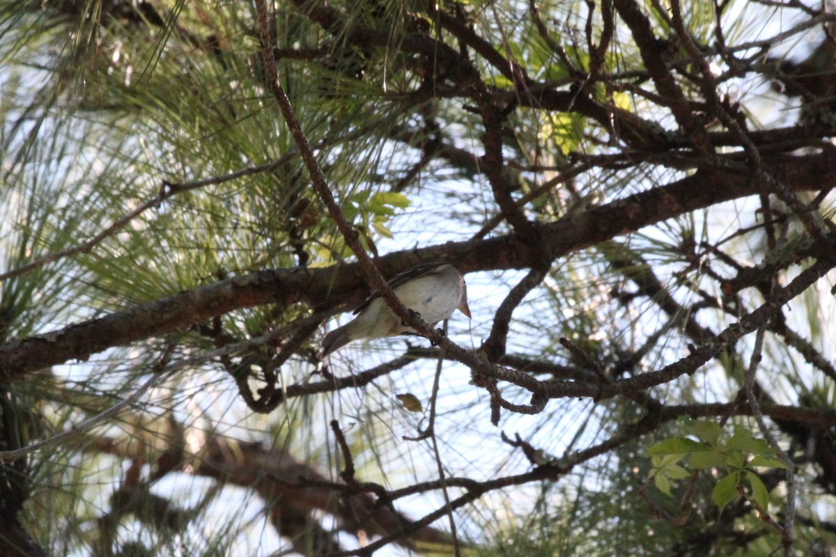 Eastern Wood-Pewee - ML626113665