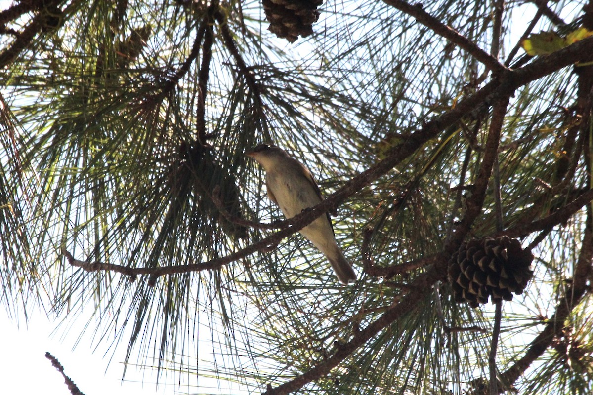 Eastern Wood-Pewee - ML626113666
