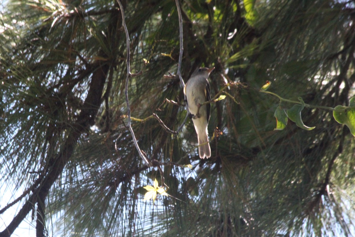 Eastern Wood-Pewee - ML626113667