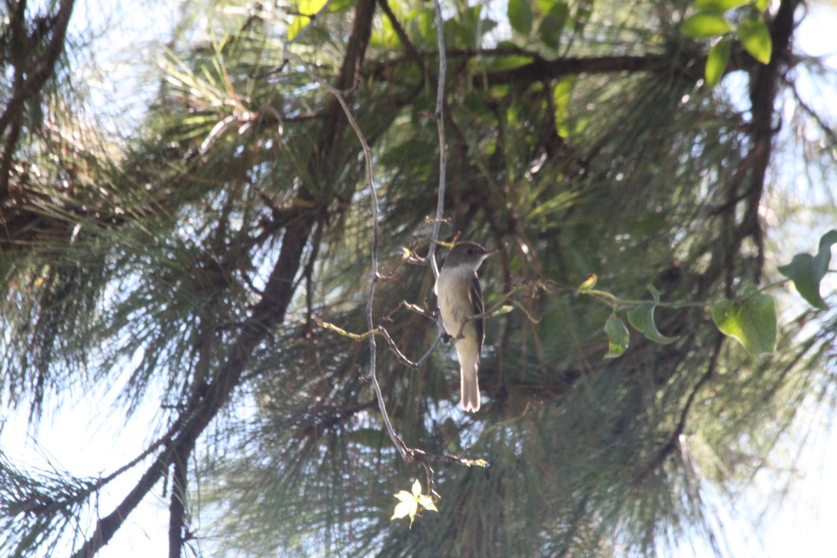 Eastern Wood-Pewee - ML626113668