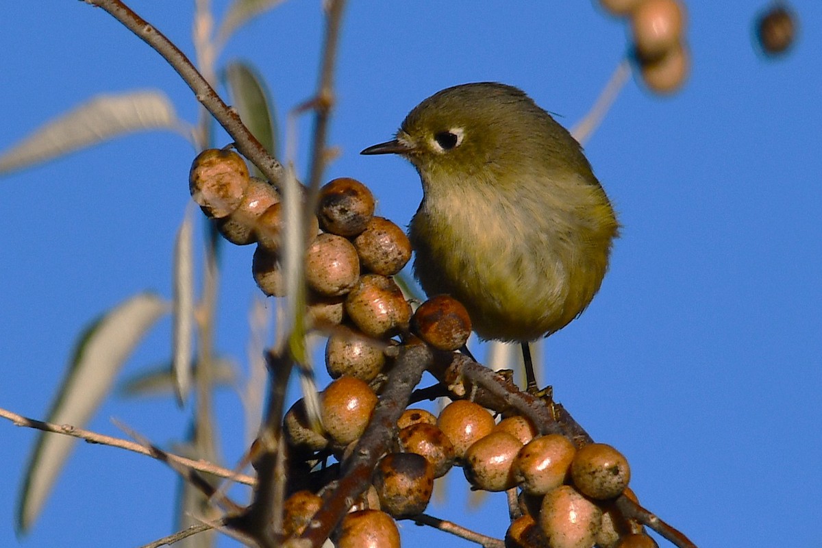 Rubingoldhähnchen - ML626113805