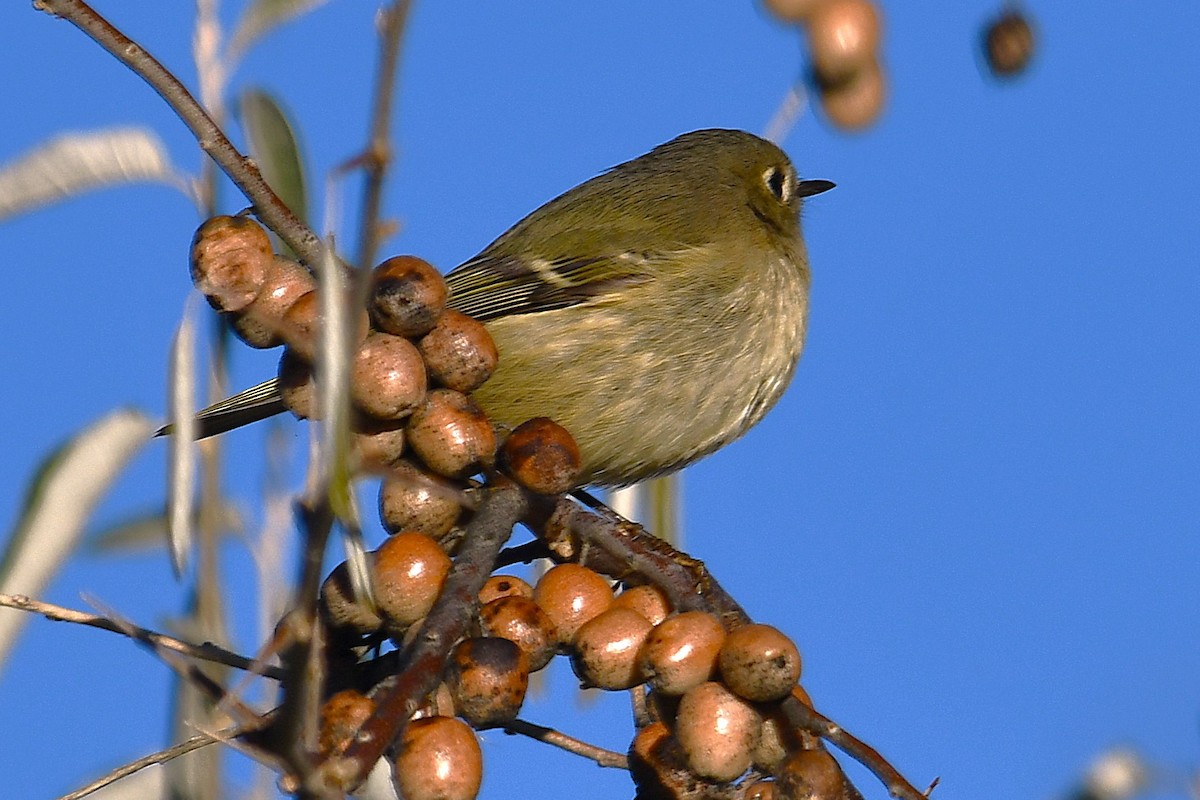 Rubingoldhähnchen - ML626113806
