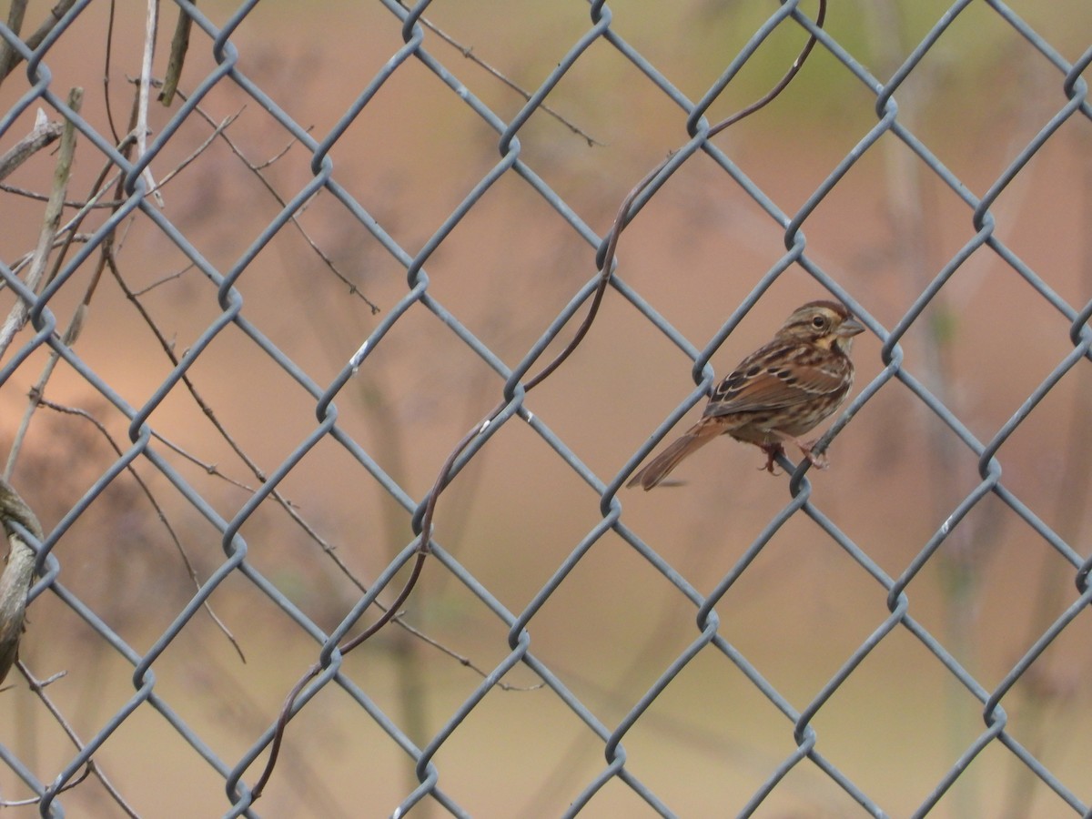 Song Sparrow - Lori O'Bar