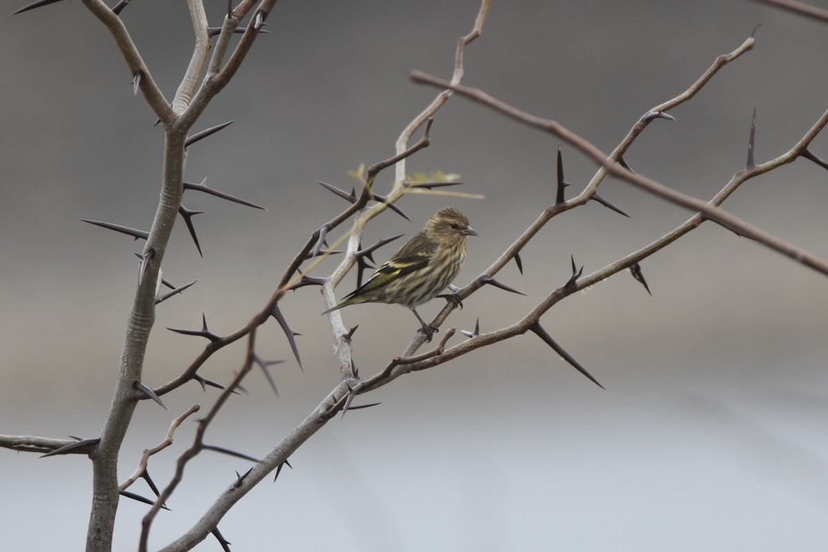 Pine Siskin - ML626114159