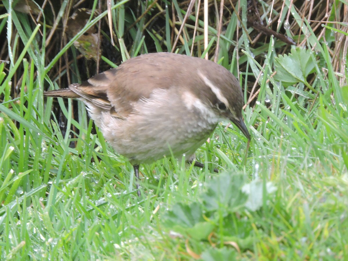 Chestnut-winged Cinclodes - Michael Clay