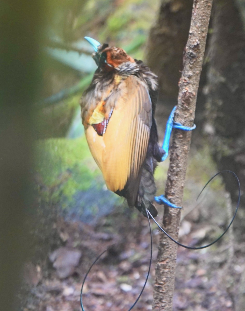 Magnificent Bird-of-Paradise - ML626114277