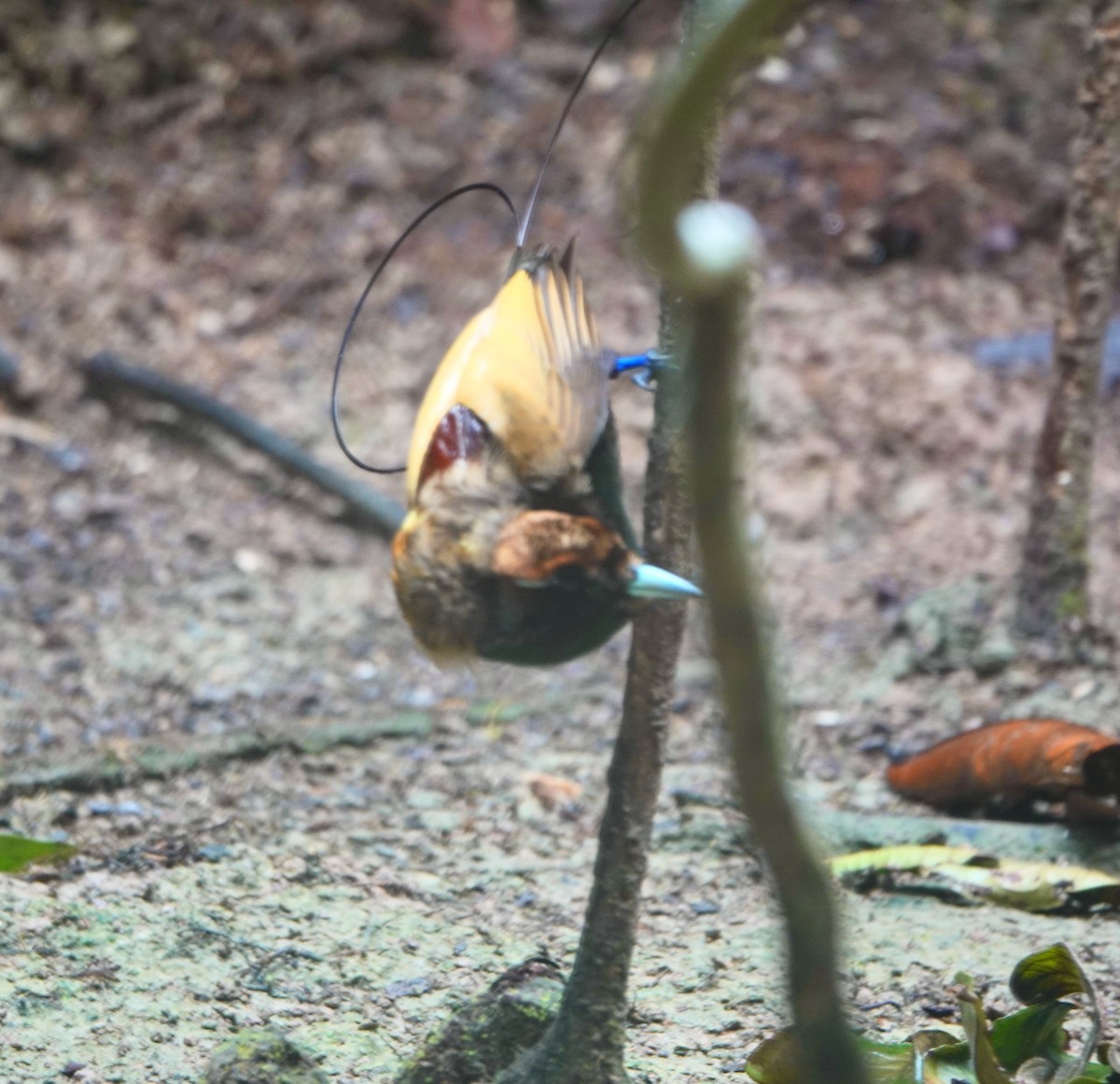 Magnificent Bird-of-Paradise - ML626114303