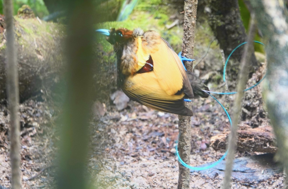 Magnificent Bird-of-Paradise - ML626114321