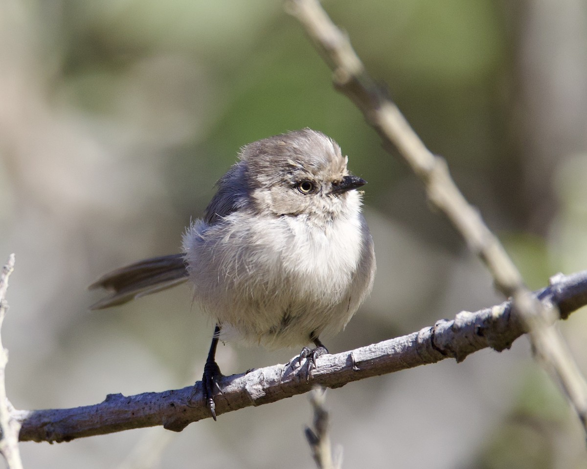 Bushtit - ML626114394