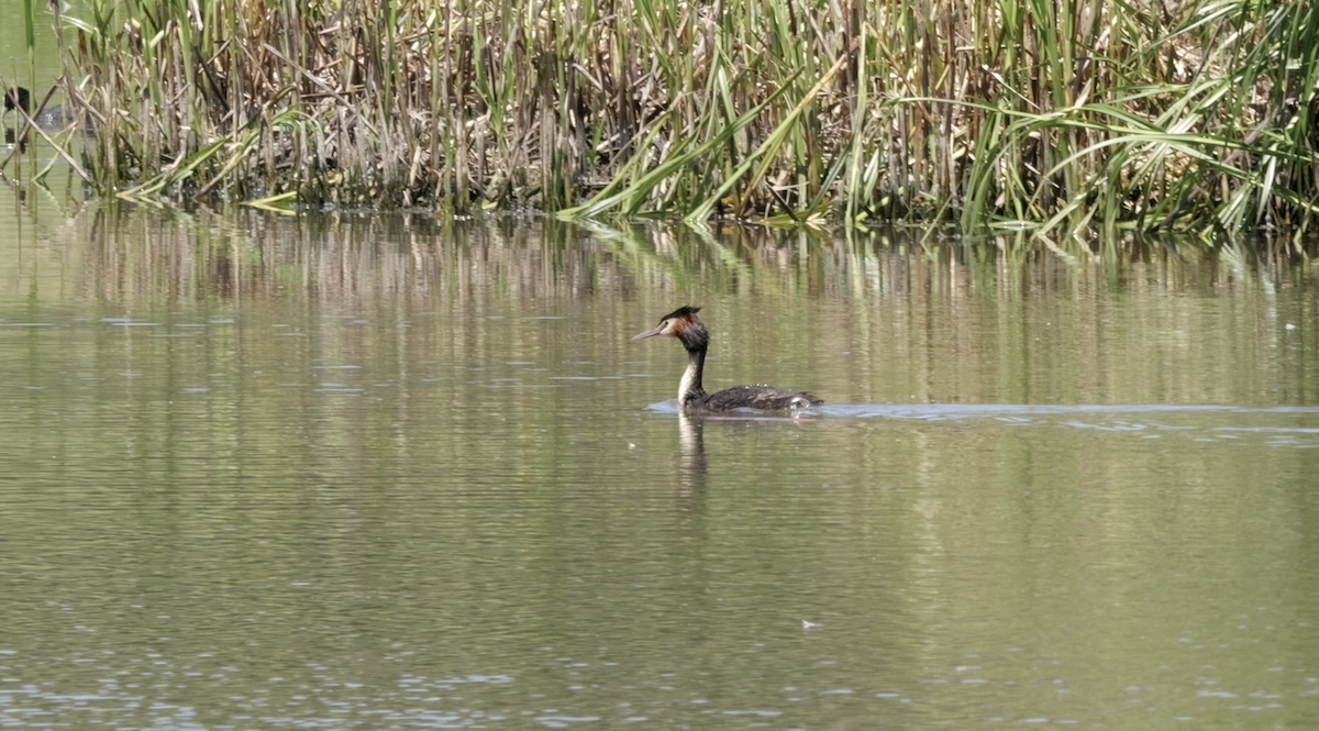 Great Crested Grebe - ML626114494