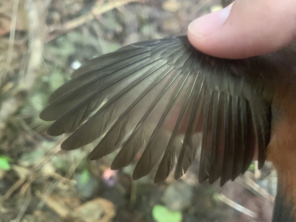 Micronesian Rufous Fantail (Marianas) - ML626114504