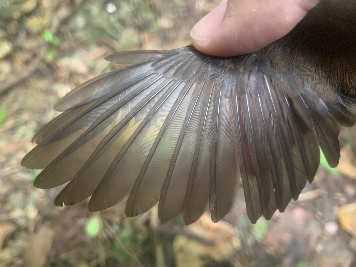 Micronesian Rufous Fantail (Marianas) - ML626114568