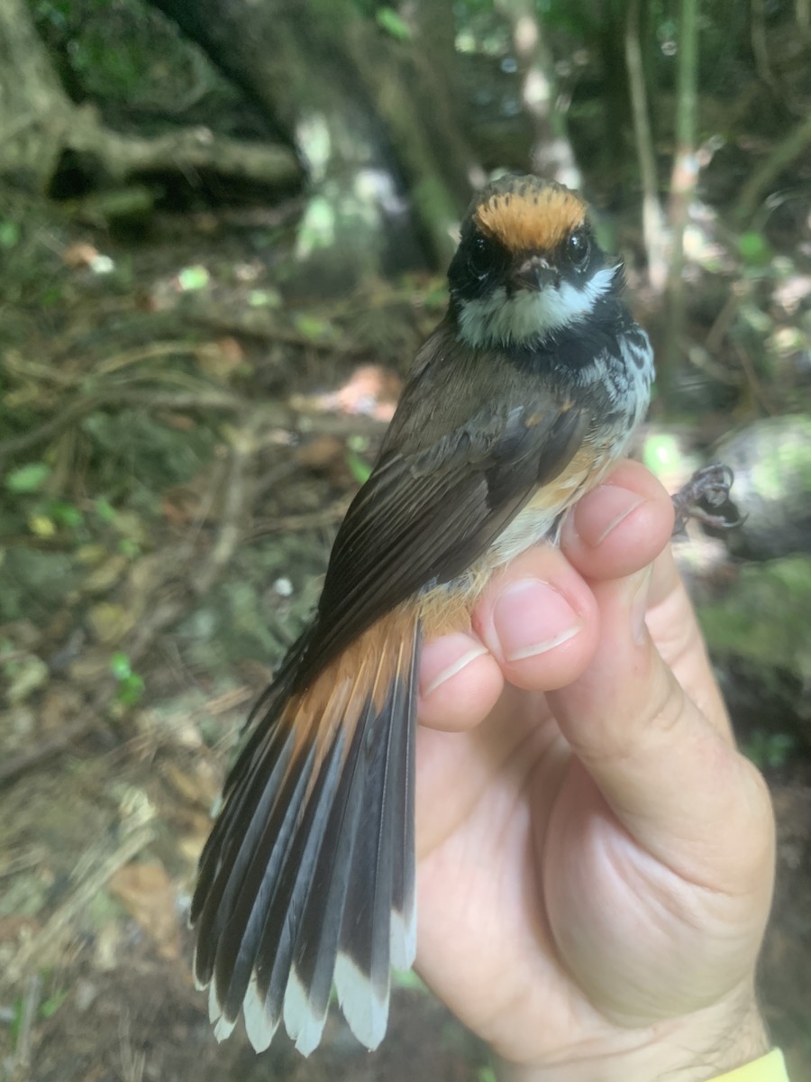 Micronesian Rufous Fantail (Marianas) - ML626114569