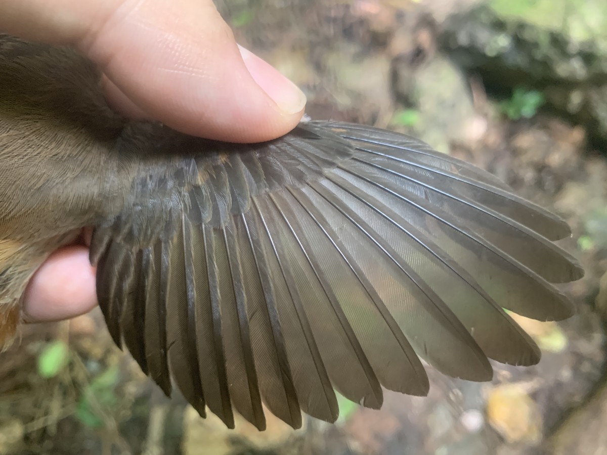 Micronesian Rufous Fantail (Marianas) - ML626114570