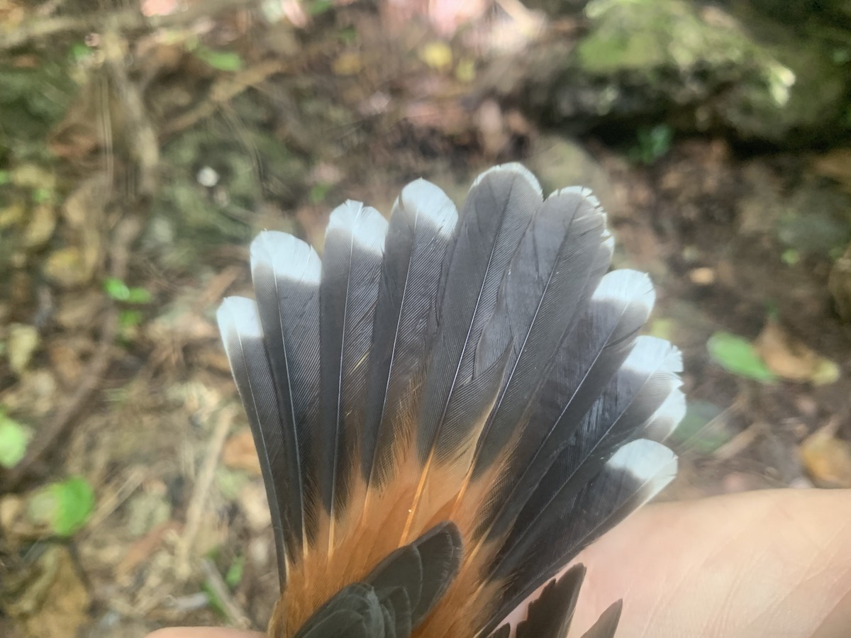 Micronesian Rufous Fantail (Marianas) - ML626114571