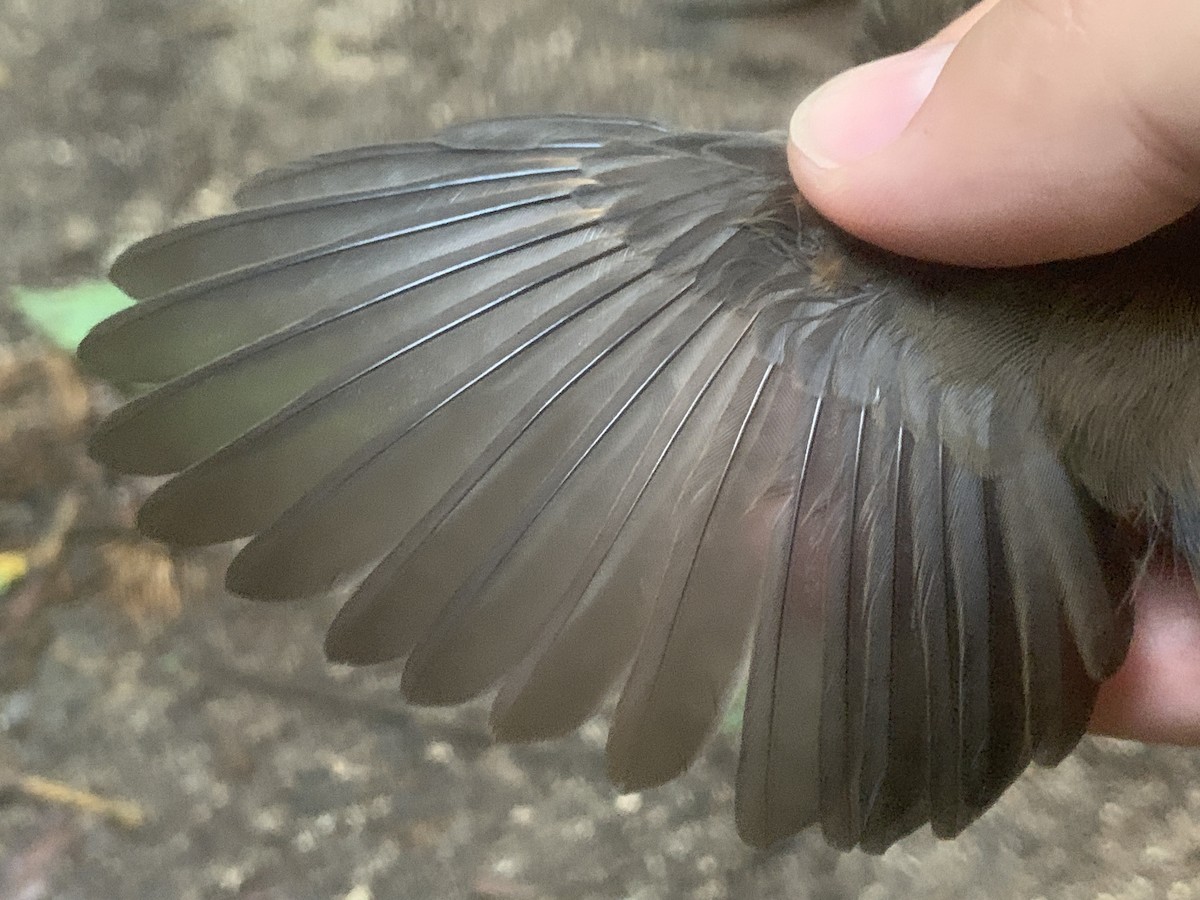 Micronesian Rufous Fantail (Marianas) - ML626114593