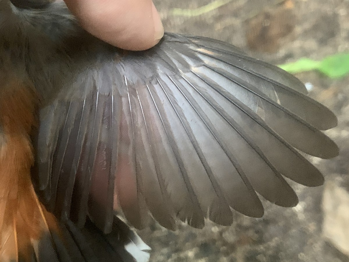 Micronesian Rufous Fantail (Marianas) - ML626114594