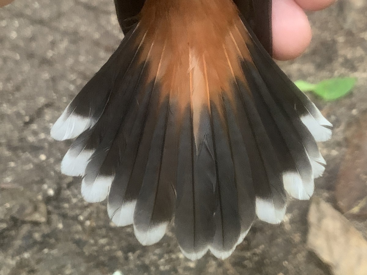 Micronesian Rufous Fantail (Marianas) - ML626114595