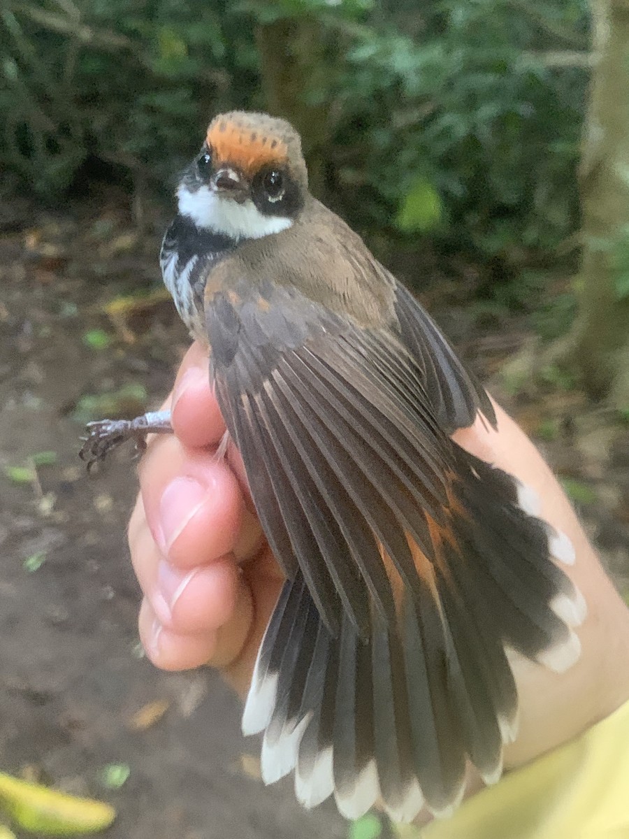 Micronesian Rufous Fantail (Marianas) - ML626114596