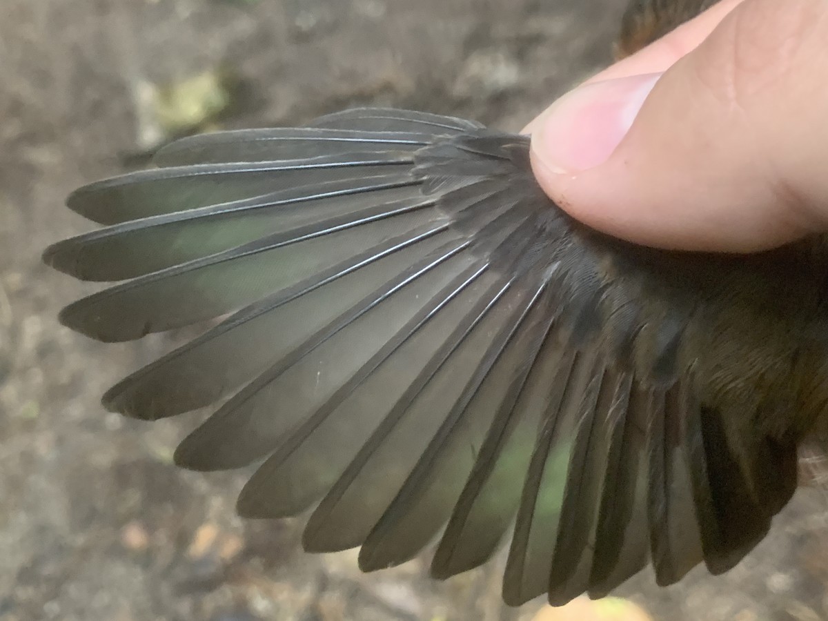Micronesian Rufous Fantail (Marianas) - ML626114608