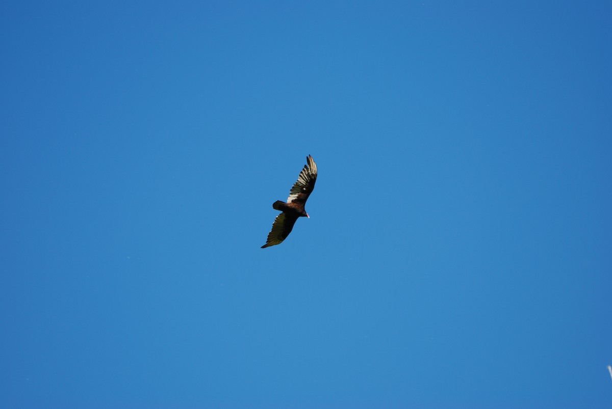 Turkey Vulture - ML62611461