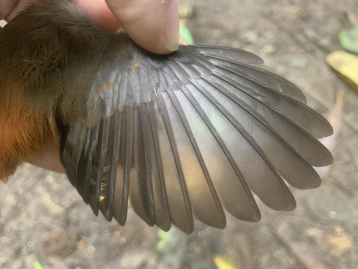 Micronesian Rufous Fantail (Marianas) - ML626114610